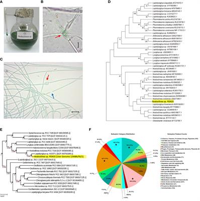 Whole genome sequence analysis of the filamentous Nodosilinea sp. PGN35 isolated from a mining site in Tuba, Benguet, Philippines